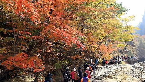 2015年韩国秋季旅游周 赏枫看景忙不停