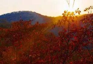 河南最适合秋季游玩赏红叶的地方