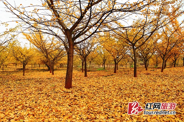 宝盖镇银杏。 图片来自衡阳市旅游局官网