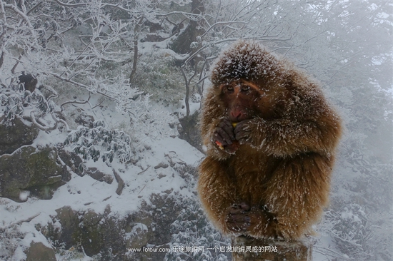 去峨眉山感受雪中戏萌猴