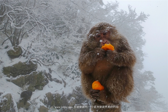 去峨眉山感受雪中戏萌猴