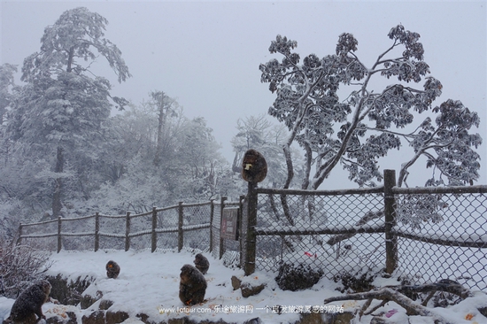 去峨眉山感受雪中戏萌猴