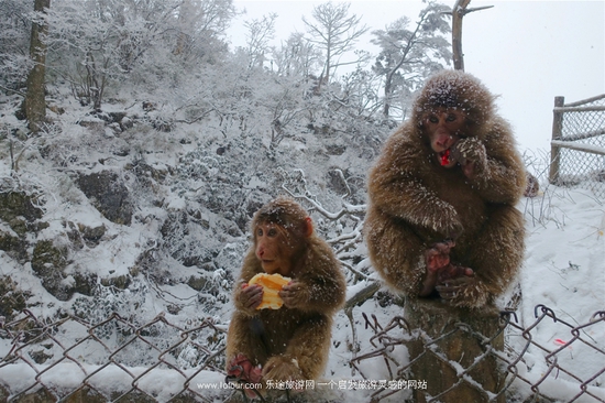 去峨眉山感受雪中戏萌猴