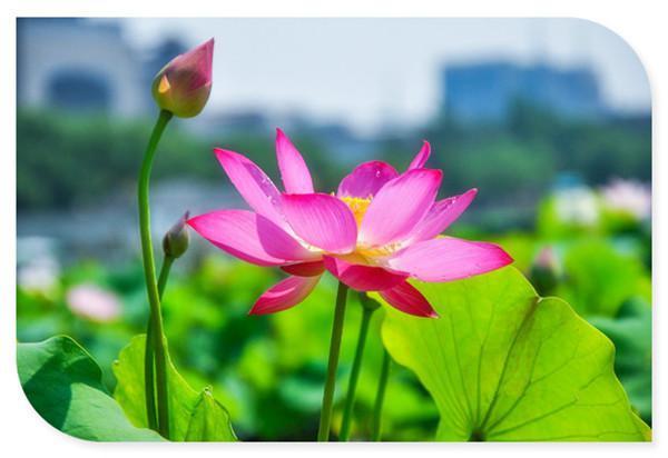 莲花池赏荷花