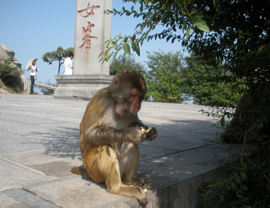 猴年旅行第一弹 与猴子来次亲密接触