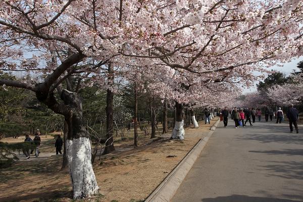 青岛中山公园樱花