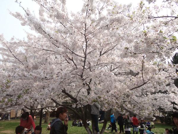 青岛中山公园樱花