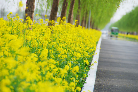 万亩油菜花