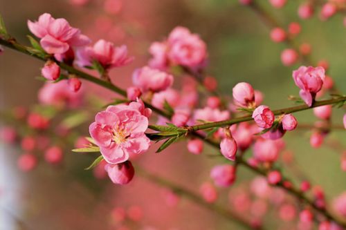 山东旅游三月赏花地推荐-烟台市农博园