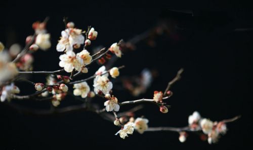 山东旅游三月赏花地推荐-花好月圆景区