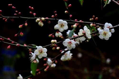 山东旅游三月赏花地推荐-花样年华景区