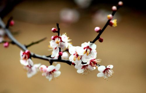 山东旅游三月赏花地推荐-莱芜市钢城区辛庄镇花木基地