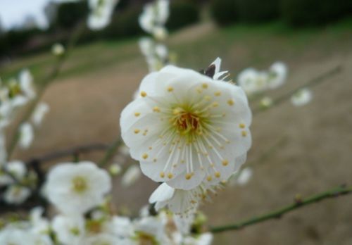 山东旅游三月赏花地推荐-中华海棠园