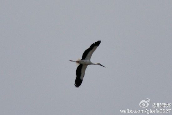 滦河口东方白鹳 新浪博主：耶律烨