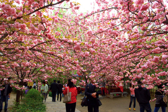 青龙寺樱花盛开，春色满园