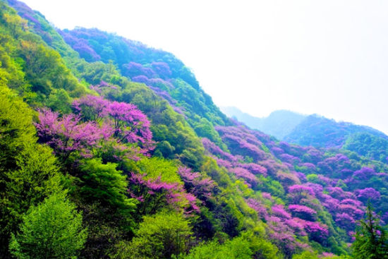 太平峪西寺沟就能看到万亩紫荆花海