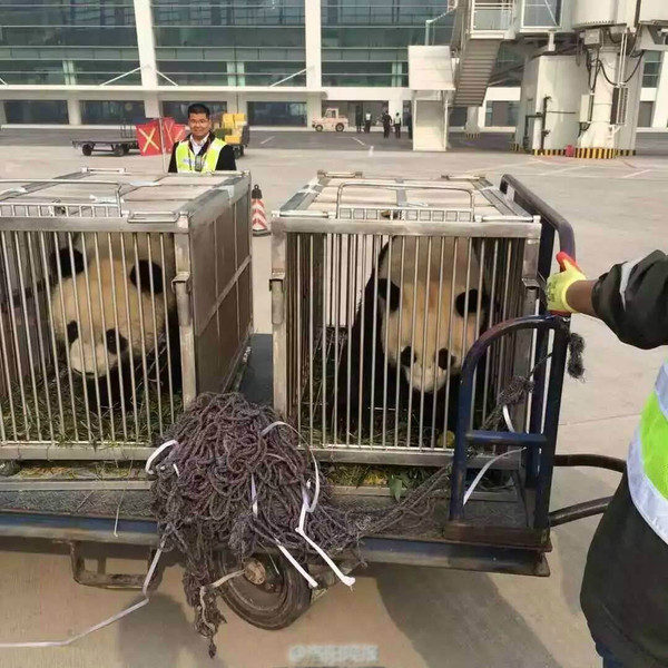 国宝熊猫“空降”新安龙潭大峡谷