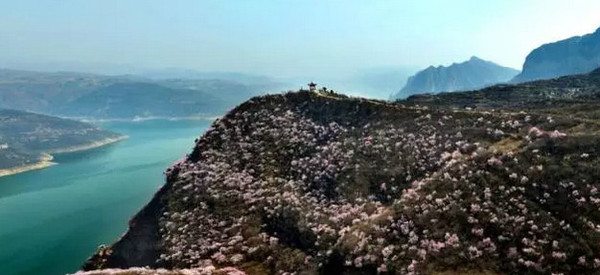 荆紫仙山第二届桃花节