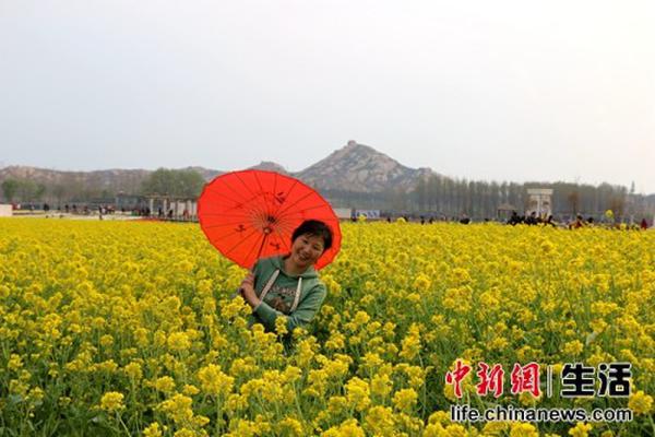 嵖岈山油菜花田，吸引大量游客前来观赏