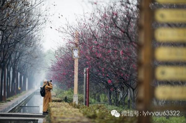 三天玩转洛阳经典古迹-隋唐遗址植物园