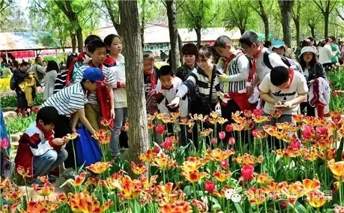 清明洛阳旅游活动