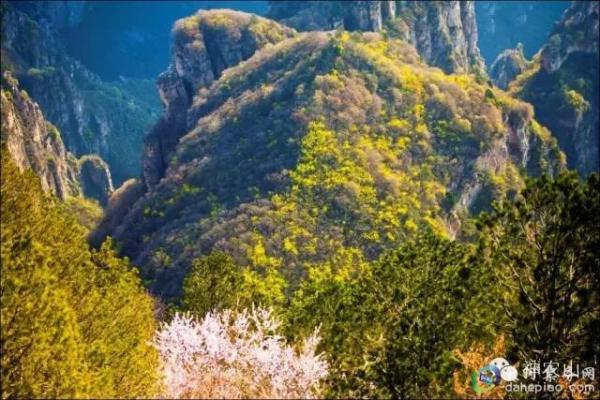 神农山繁花盛开 黄金般世界等您来！