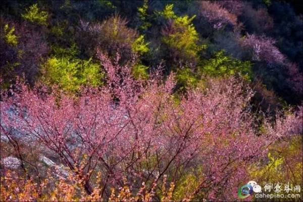 神农山繁花盛开 黄金般世界等您来！