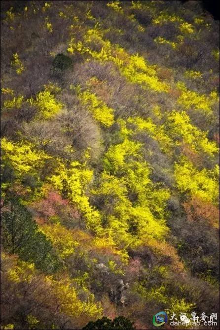 神农山繁花盛开 黄金般世界等您来！