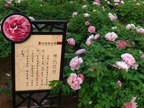 4月8日牡丹花情预报-中国国花园