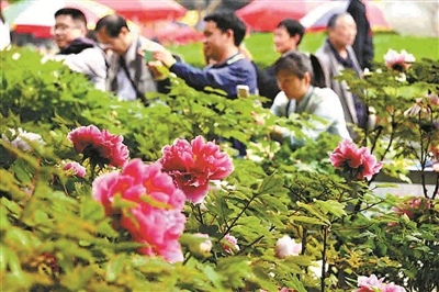 双休日，王城公园牡丹竞放花压枝