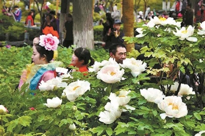 双休日，王城公园牡丹竞放花压枝