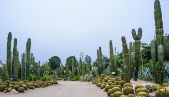 厦门园林植物园