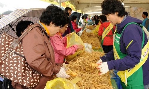 洪川人参