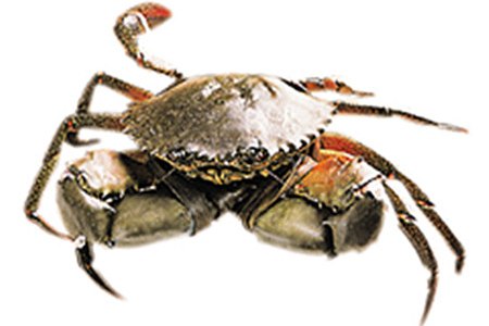 澳洲泥蟹