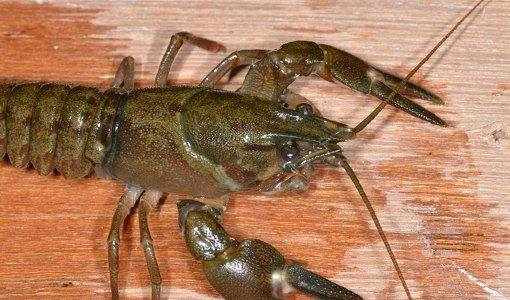 新西兰龙虾Crayfish