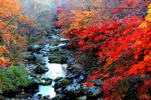 平顶山-尧山红松谷