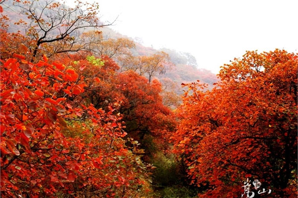 河南-郑州-嵩山-红叶