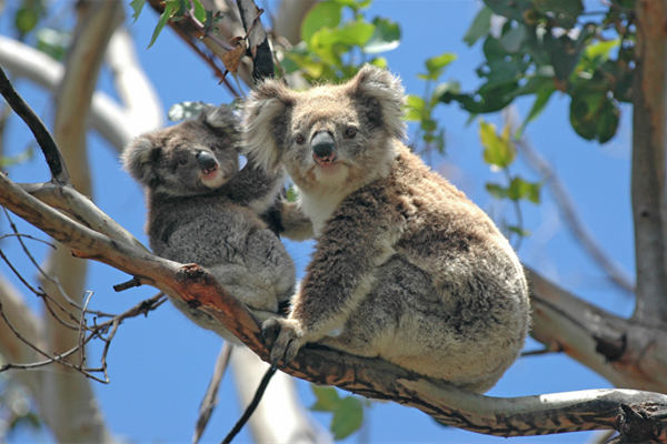 澳大利亚-悉尼野生动物园