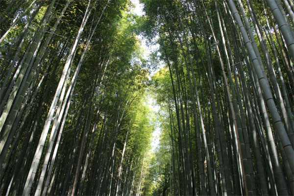 日本-京都-岚山3