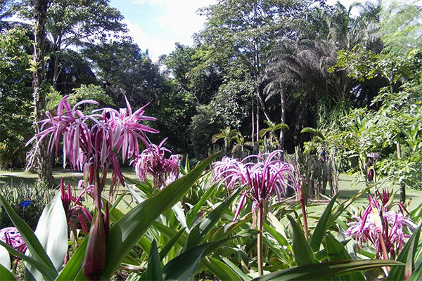 云南-西双版纳热带植物园