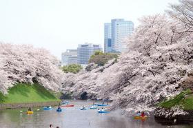 赏樱正当时，游遍全日本樱花旅游攻略