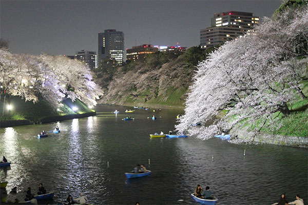 日本-东京-千鸟渊-夜樱亮灯