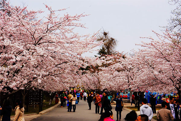 山东-青岛-中山公园-樱花