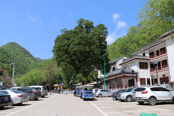 重渡沟-菩提树